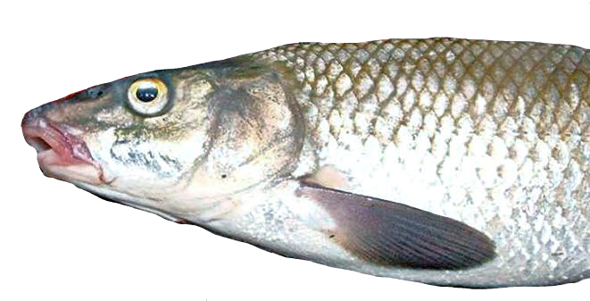 Luciobarbus (Barbus) bocagei_05.jpg